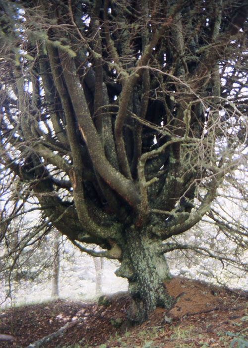 Esempio di fasciazione(arborea)